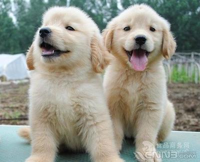 金毛犬批發價格與犬只寄養服務詳解