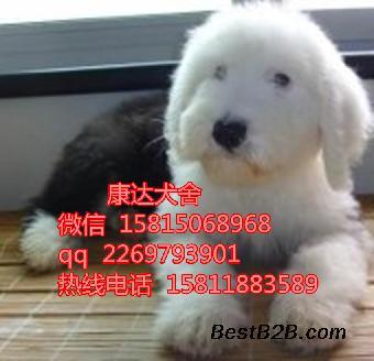 中山古代牧羊犬購買指南 哪里買及價(jià)格參考
