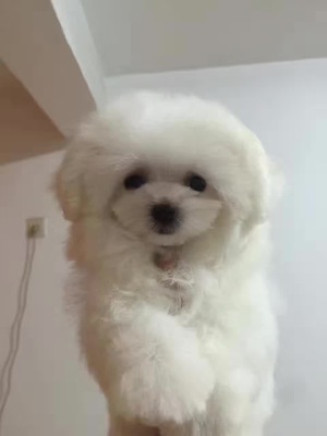 犬舍誠信直銷 健康純種馬爾濟斯幼犬，貼心送貨服務