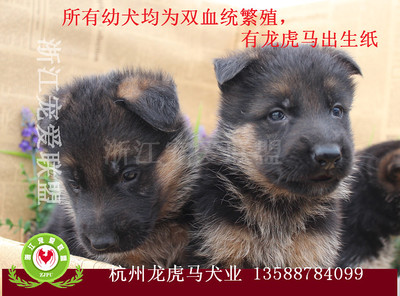 浙江寵愛聯盟官網 本地犬只銷售與寵物寄養服務指南