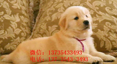 汕尾純種金毛幼犬 領養與購買指南及犬只銷售市場信息