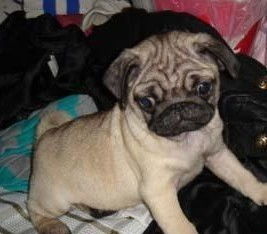 純種雙血統巴哥犬活體幼犬 鷹嘴精品，佛山寵物優選