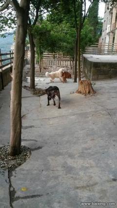 重慶大中型犬只寄養服務 專業、安全、貼心的選擇