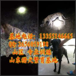 福建永定地區(qū)德國牧羊犬購買與犬只寄養(yǎng)服務指南