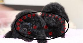 德宏寵物狗犬只寄養(yǎng)指南 為愛寵尋找安心之家