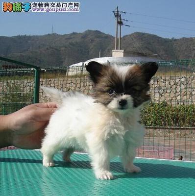 解決蝴蝶犬在沙發(fā)上便便的困擾 原因分析與訓練指南