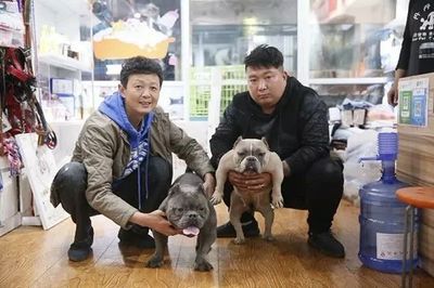 一飛惡霸犬舍 專業(yè)培育體形夸張、肌肉分明的頂級犬只