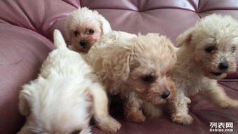 專業(yè)犬只服務 泰迪幼犬批量銷售與高品質(zhì)寄養(yǎng)解決方案