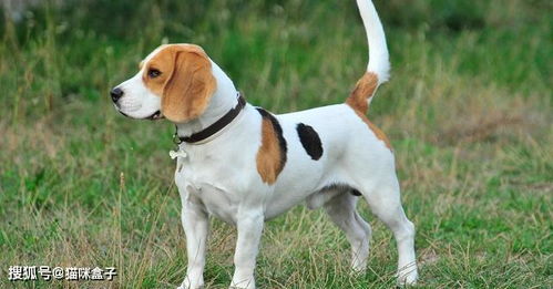 比格犬 為何成為國際公認的實驗犬明星與科學寄養(yǎng)的雙重角色