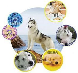 警惕寵物市場亂象 多數(shù)售犬實(shí)為無監(jiān)管的‘三無’寄養(yǎng)