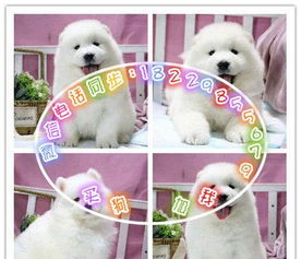 匠心培育，賽級薩摩耶精品之選，專業寄養呵護愛犬