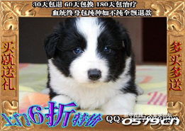 關于浙江地區純種邊境牧羊犬購買的溫馨提示與指南