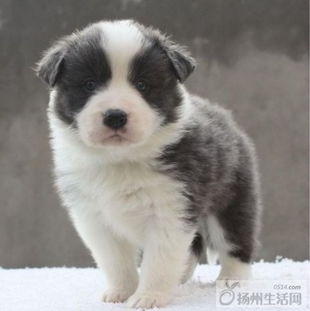 純種邊境牧羊犬幼犬熱售 聰明易訓，品相出眾的通脖通縫寶寶