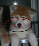 營口秋田犬寄養服務詳解 專業照料，讓愛犬安心度假