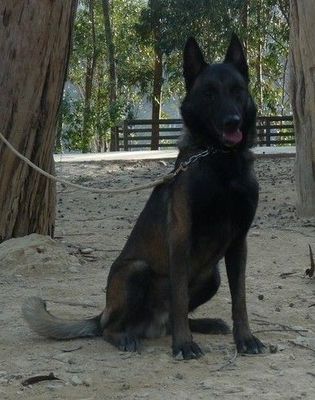 關于犬只購買的重要提示與建議