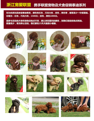 中秋寵物團圓季 浙江寵愛聯盟推出超低價犬只銷售