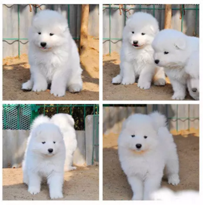 純種金毛尋回犬 聰明可愛的家庭伴侶