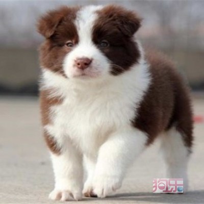 烏海地區精品邊境牧羊犬舍 健康犬只，疫苗齊全，待您領回家