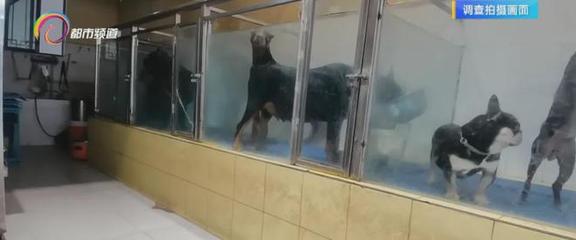 犬只管理亂象 昆明現公開售賣禁養犬與違規辦證現象，寄養服務暗藏風險