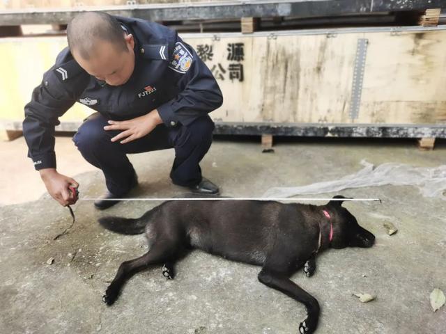 榮縣警方破獲毒鏢殺狗加工銷售案，查獲千余斤疑似毒狗肉