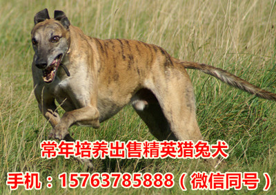 南京選購全活惠比特犬指南與專業犬只寄養服務詳解