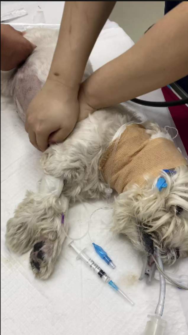 寵物寄養 安全監管與責任歸屬的警示