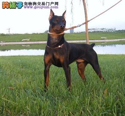 專業信賴之選 淄博最大正規杜賓犬舍，完美售后與終身協議的品質承諾