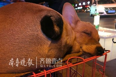 路邊攤購犬需謹慎，資深養狗人教你如何慧眼識良犬