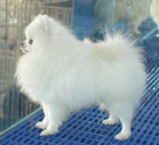 犬只銷售指南 如何選擇并負責任地購買寵物犬
