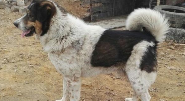 四個月太行犬的健康養護與購買指南