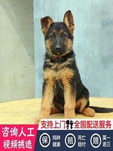 德牧挑選與購買全指南 好牌子、靠譜渠道一次說清