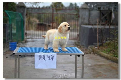 阿郎金毛犬舍 雙血統高品質金毛犬即將新家招募，攜手共筑愛寵事業