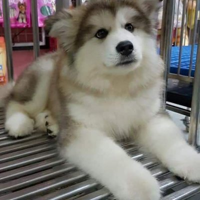 性格溫馴、毛色獨(dú)特 赤色褐色阿拉斯加犬的家養(yǎng)指南與選購注意事項(xiàng)